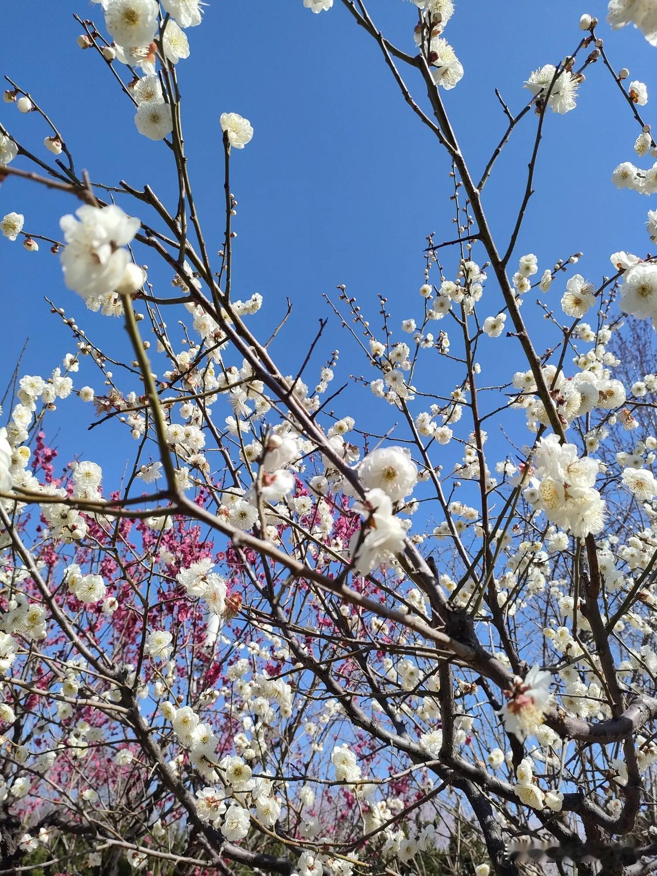 城池成旧迹，
旗帜乱随风。
梅花曾傲雪，
结伴桃花红。