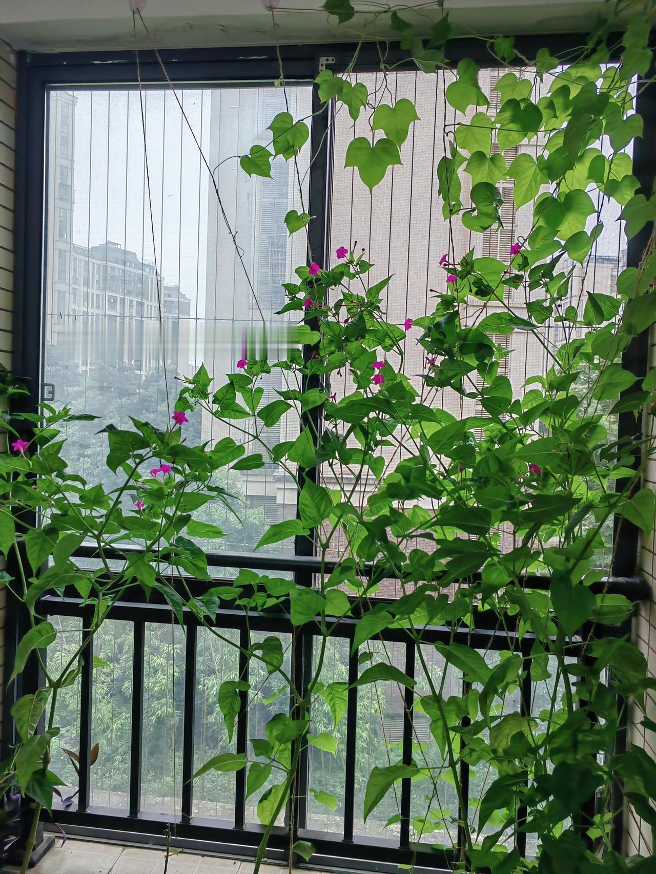 每天傍晚都要来阳台，数数看夜来香开了多少朵[笑]
​
​牵牛花呢，还在静待花开中