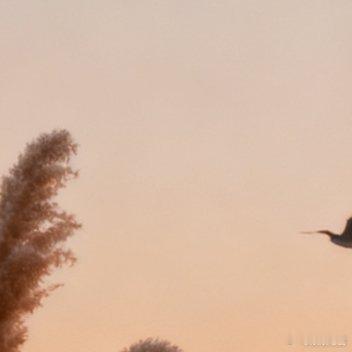 快门声停在日落时分，晚安，愿你的梦像胶片般满是温暖色调。 