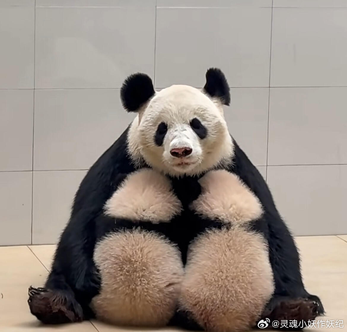 福凤和她的两个乖宝宝 