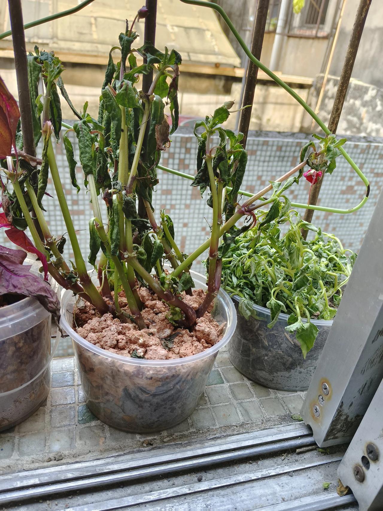 老公从路边薅了几颗花，拿回来我找了两个饭盒栽起来，天天早上浇水，连着浇三天了，今
