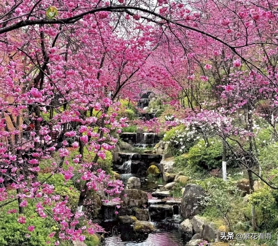 风是软的，光是暖的，春天把温柔揉进了每一寸时光里。

墙头上的迎春攒着明黄，巷口