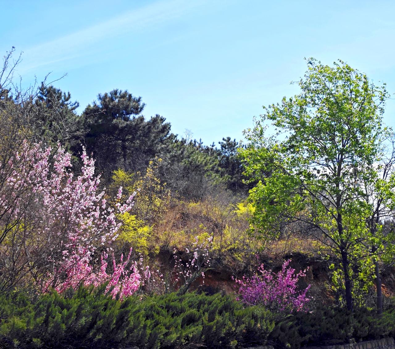 燕北香堂山花烂漫