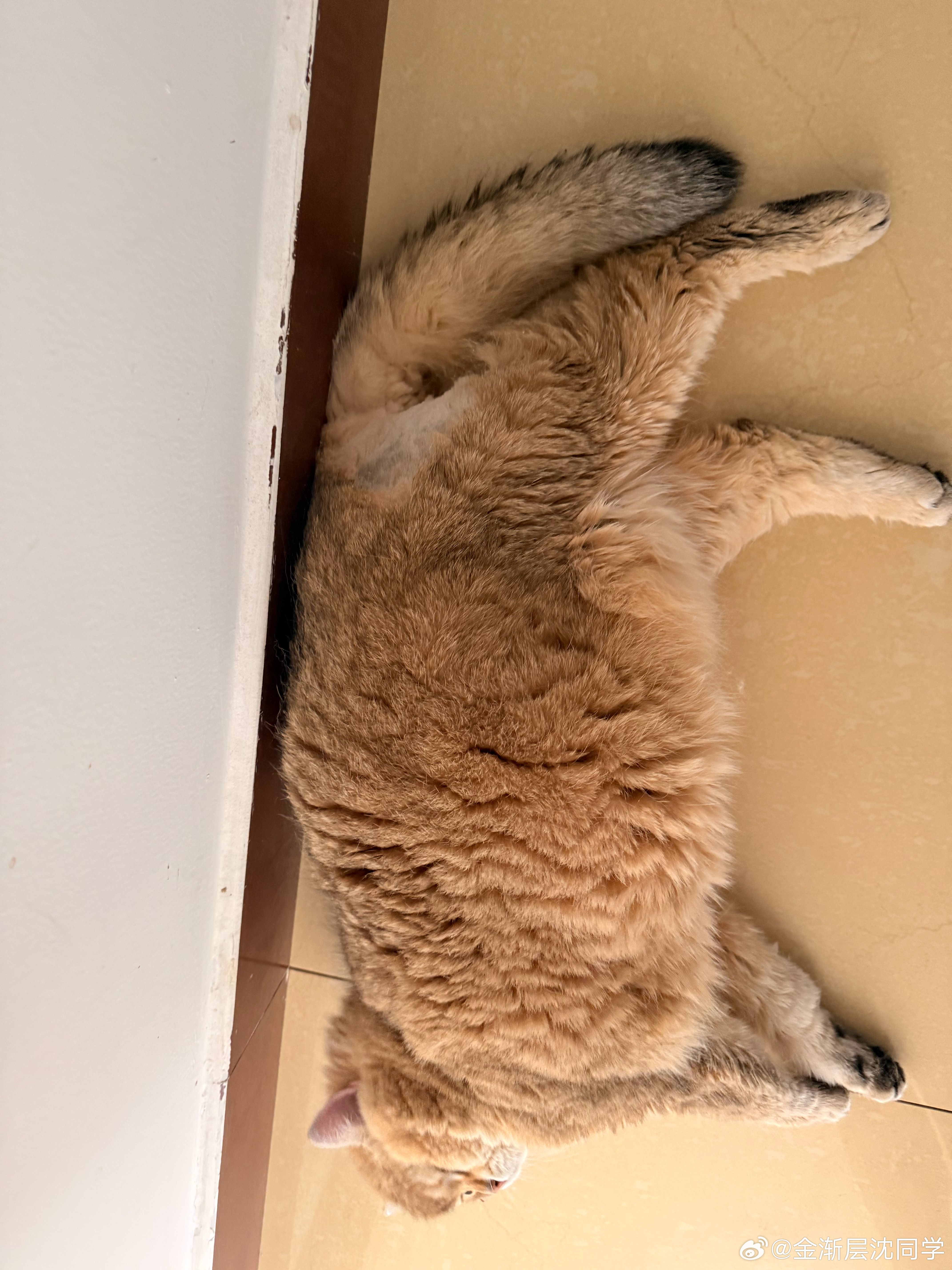 带娃好累，我想摆烂萌宠猫咪