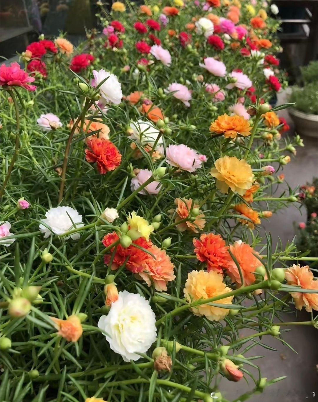 种植太阳花1. 栽培方式：园土+颗粒土，不择土壤、耐贫瘠；匍匐生长，浅盆养护即可