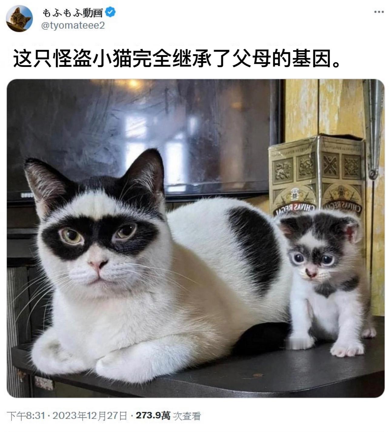 小佐罗#今日memes# //#新年快乐漫游指南# ​​​