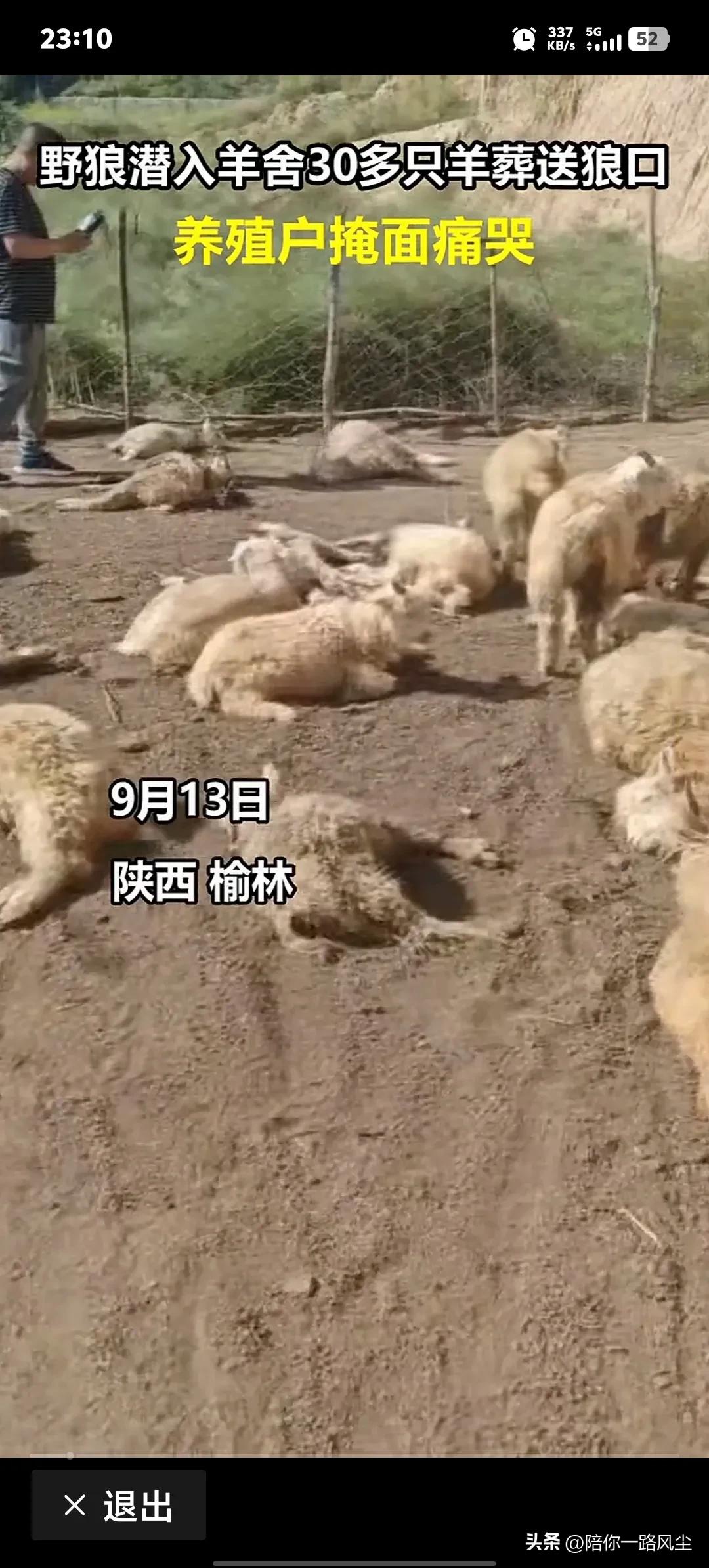“彻底说不清了”！陕西，村民称两只狼咬死自家30只羊，损失四五万元，当地回应：正