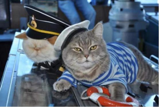 航母上为什么要养猫？是为了抓老鼠？那你就错了，现在航母上的猫可不是为了抓老鼠，而
