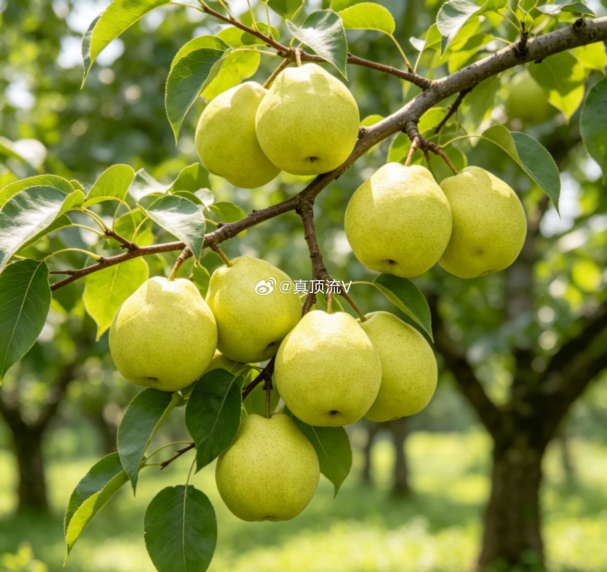原图是在自然中，我猜是在拍🍐吧？梓渝在拍谁