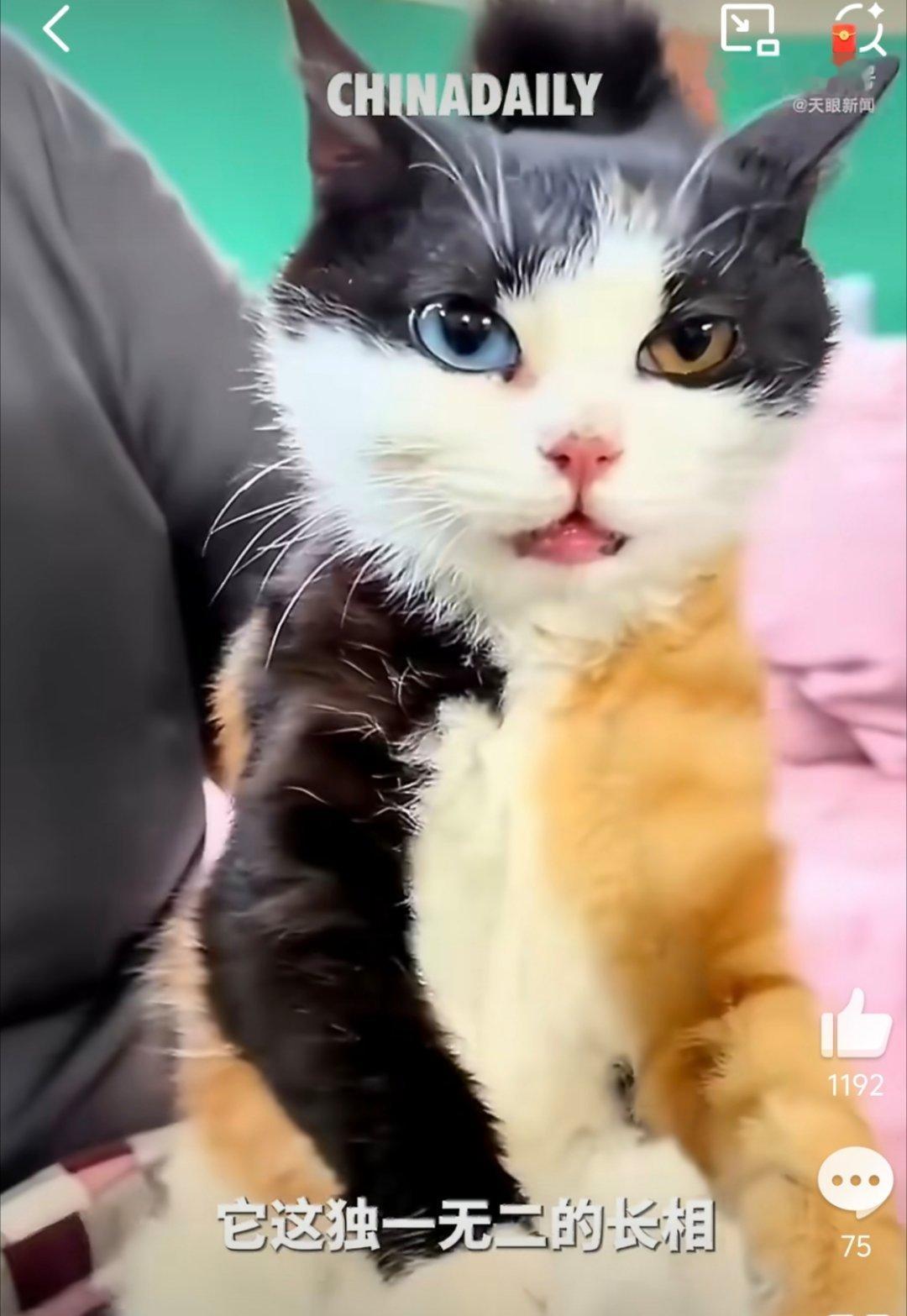 女生小区捡猫开出SSR隐藏款全身颜色都是拼出来的，好看 