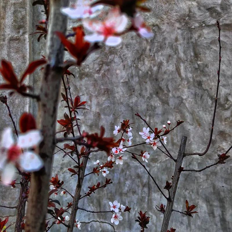 AI妙生图花红柳绿春色浓。