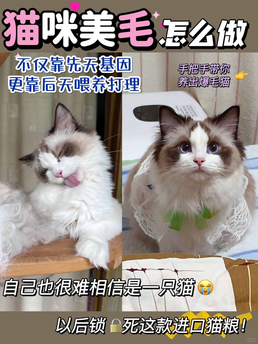 猫咪美毛竟如此简单！手把手教你养出大毛团