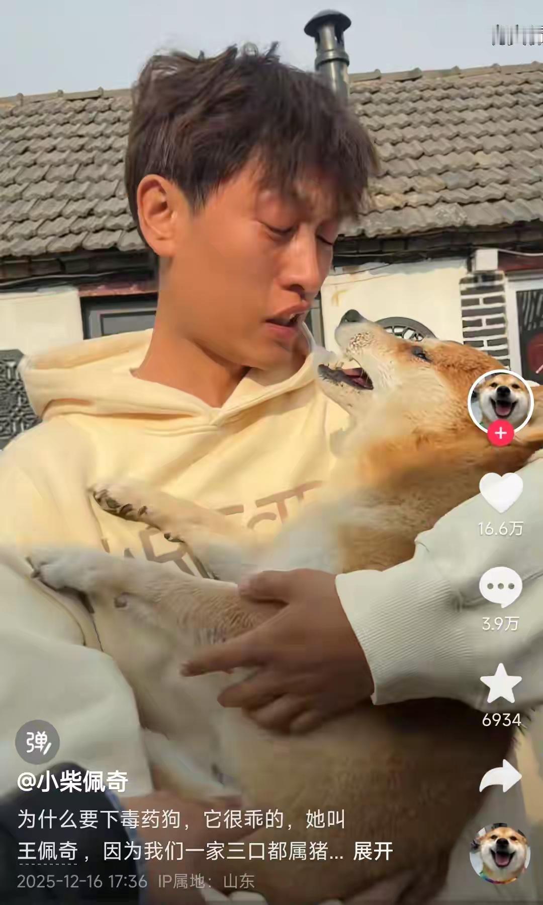 “微笑天使”网红柴犬佩奇，在山东蜜月之旅中意外中毒身亡，53万粉丝集体心碎。这只