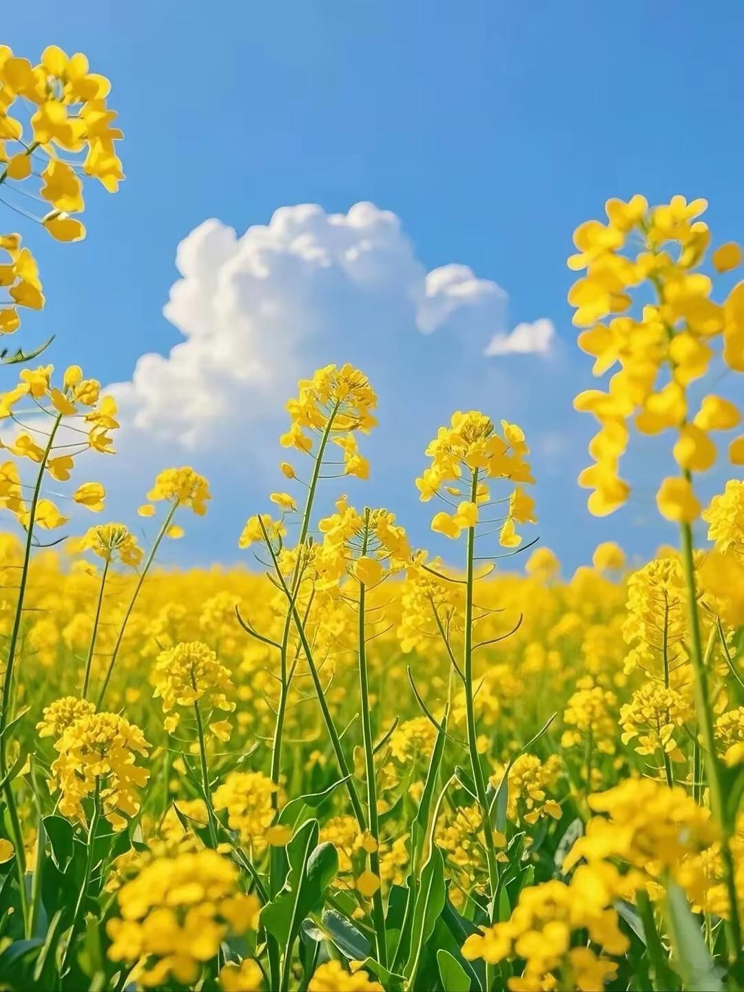 便秘补中反收奇效：明代名医万密斋如何用塞因塞用破解虚秘困局在便秘困扰的当下，许多