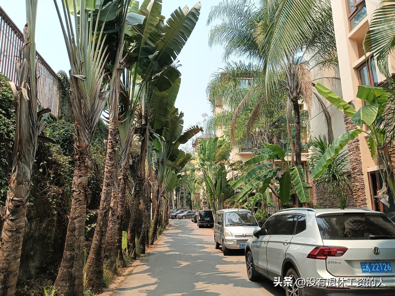 我们小区的物业太聪明了！

一到周末，物业就会组织业主，自愿报名参加小区里的清理