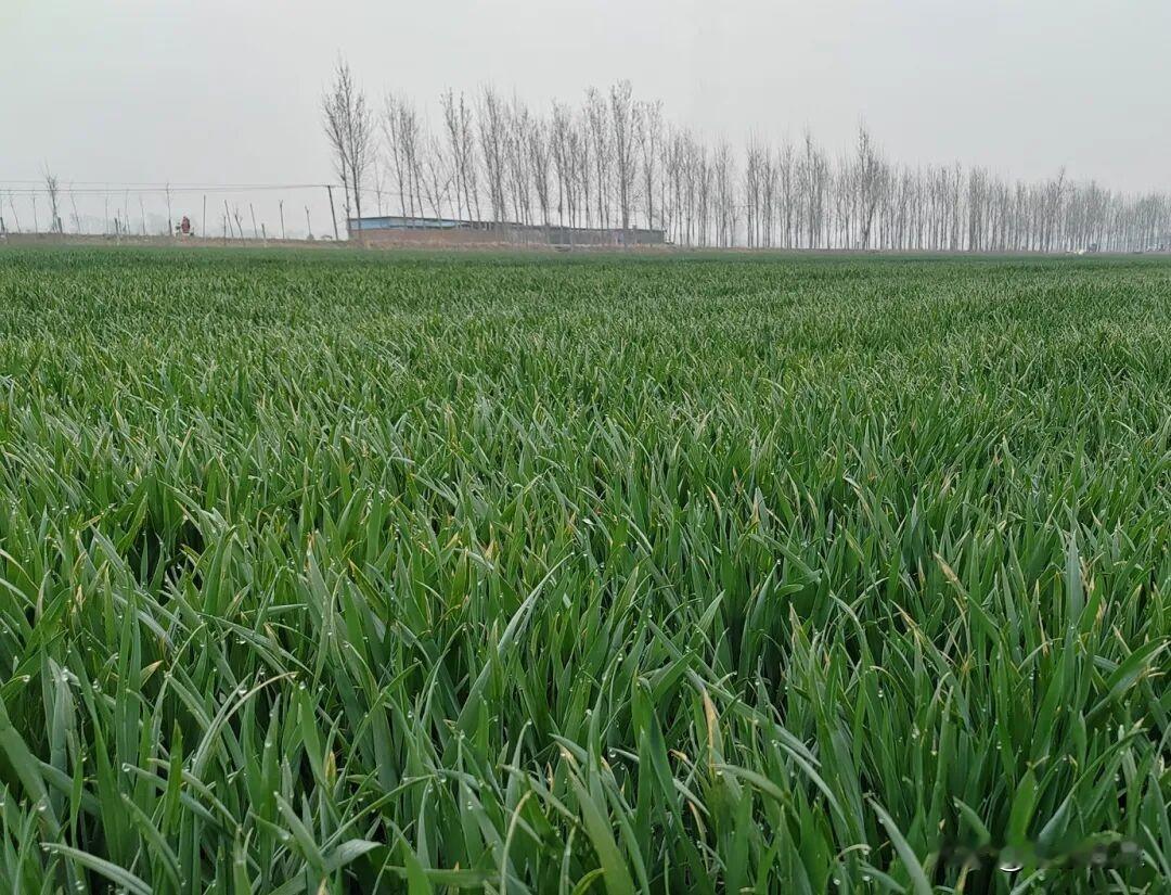 【商丘发布小麦赤霉病气象风险预警 4月下旬降水或致病害高发需加强防控】正值全市小