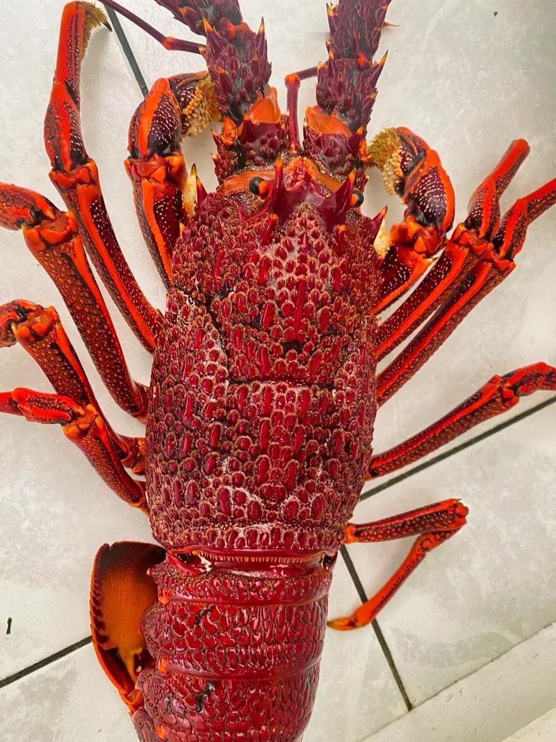 说什么科学证明龙虾有痛觉、有感知能力，这论调听着感人，细想全是漏洞。先不说家庭烹