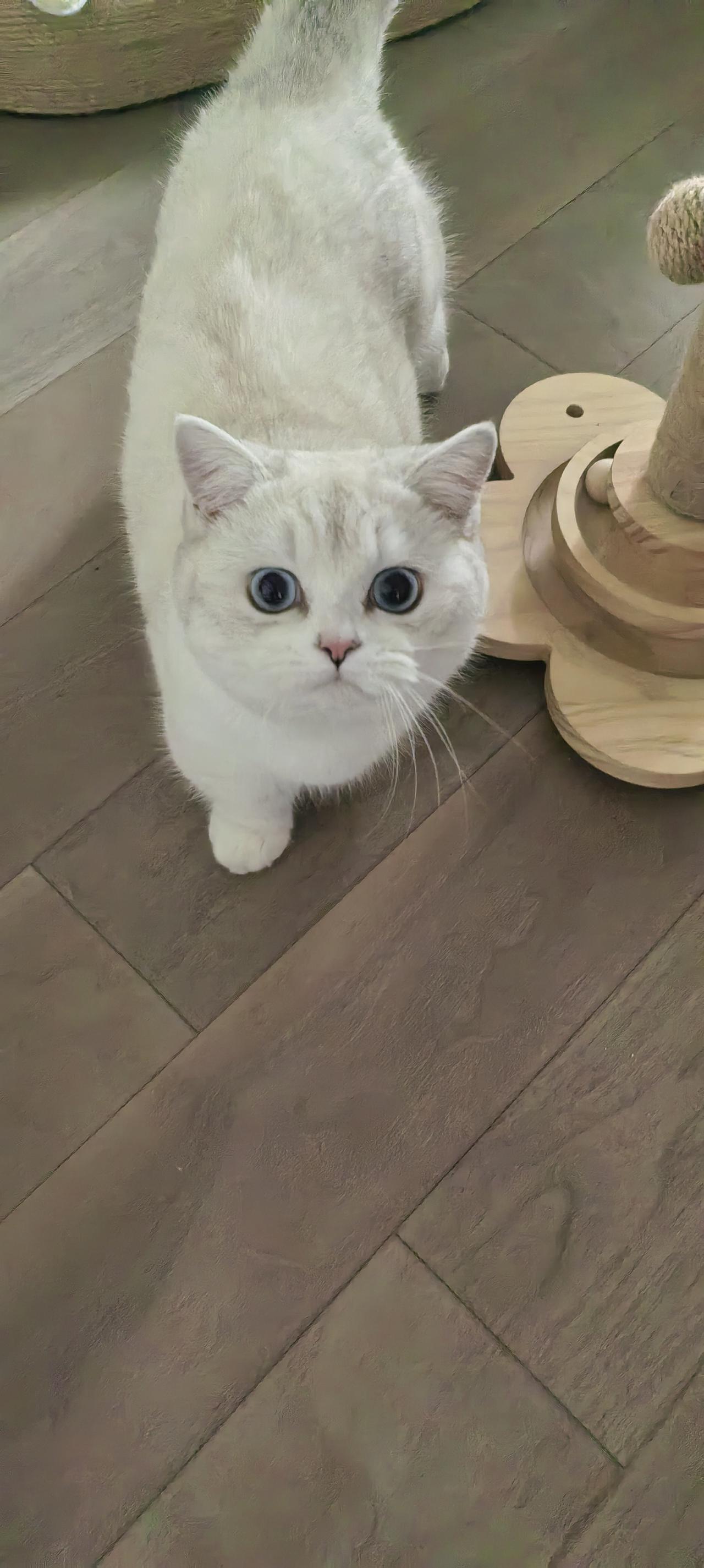 我家养了一只猫名字叫雪糕，他很听话.什么都好，唯一的毛病就是夜里一定要和人睡觉。