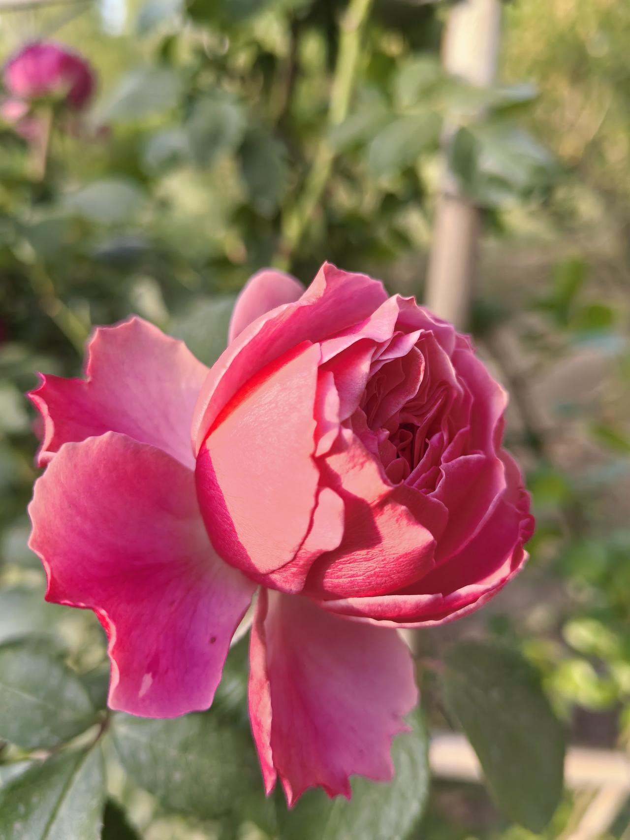 今日分享随手拍照片蔷薇花怎么样？蔷薇花真的太美了！层层叠叠的花瓣顺着花墙倾泻而下