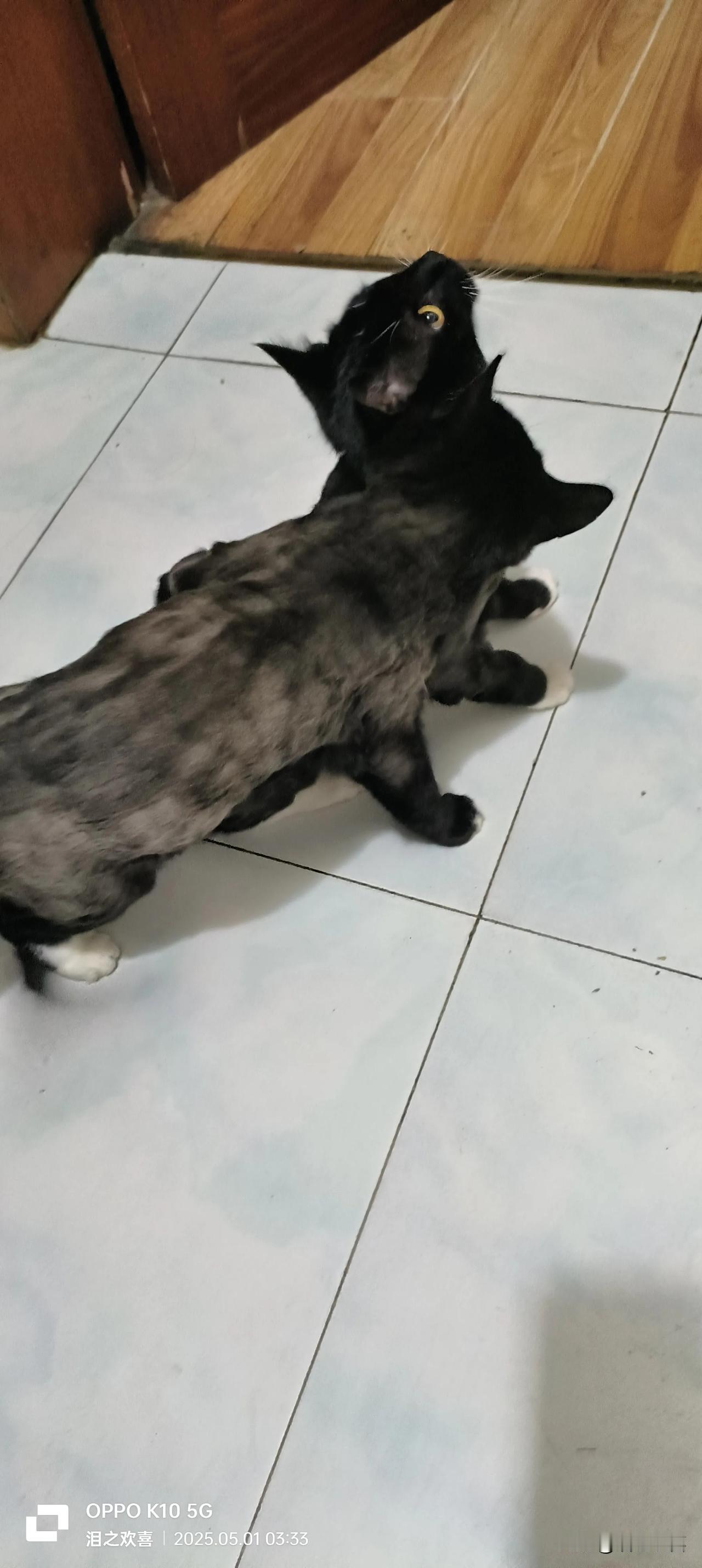 两只猫凑一块儿就打架，富贵老是咬有钱，可有钱呢，没心思跟富贵打架。
有钱的眼睛一