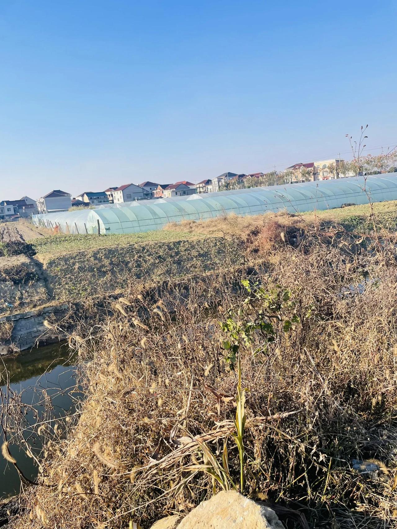 村里只催交医保，为啥不催交新农保