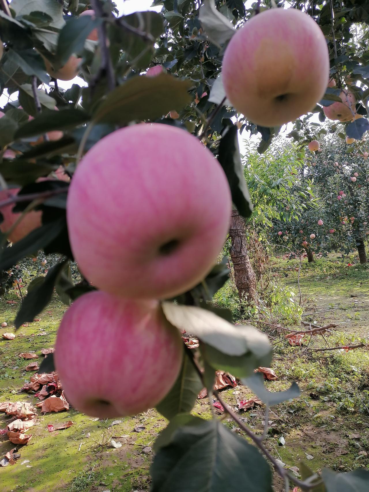 你怎么看2026年放假安排公布，春节连休9天的“大礼包”瞬间点燃了全民期待。将假