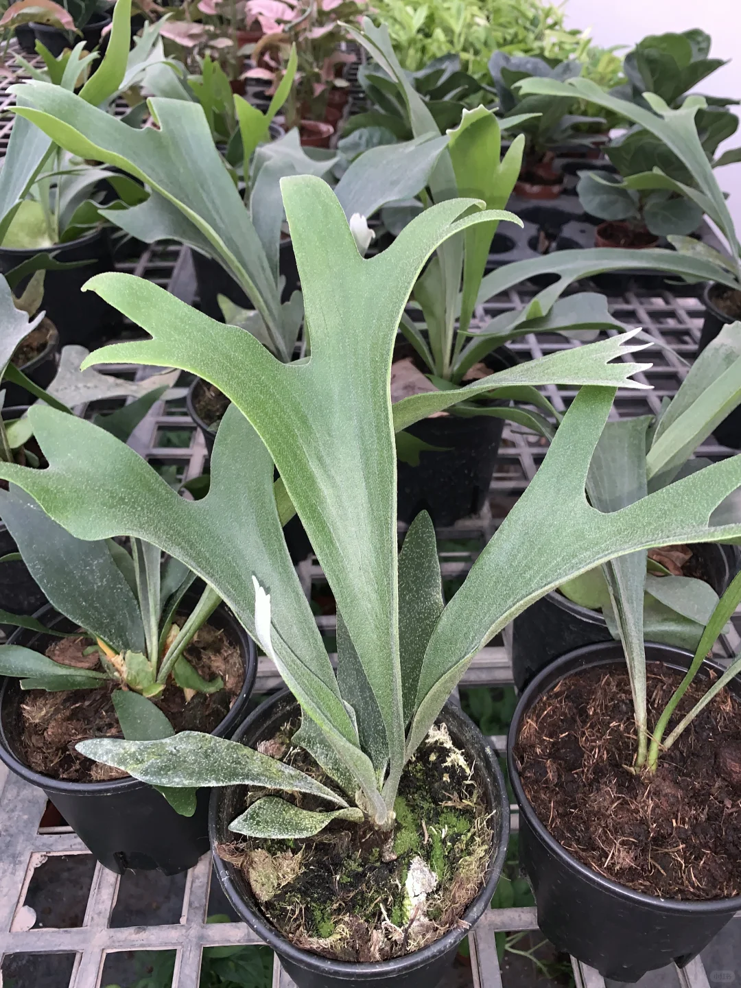 鹿角蕨的叶子生长痕迹独特而迷人