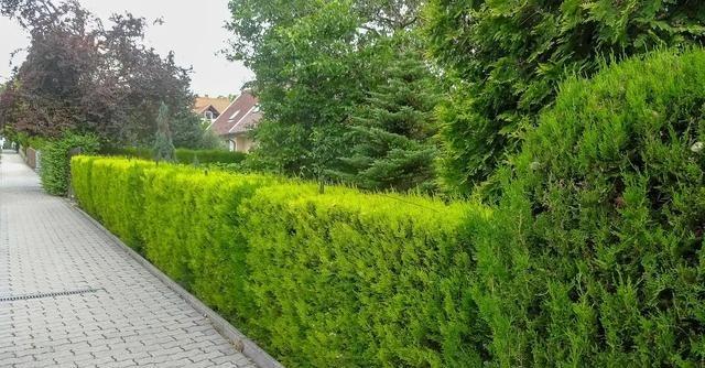 在环保主义喊得震天响的欧美国家，城市里却难觅大片绿化带踪影，这看似自相矛盾的现象