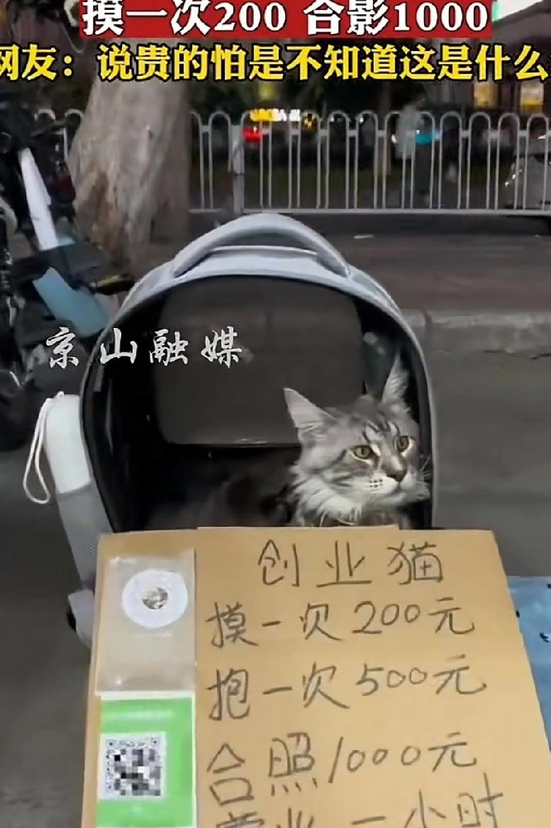 轻松赚钱的职业来了！
       奇思妙想的办法还真赚到钱，主人养了一只猫觉得