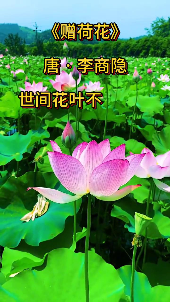 《赠荷花》
唐·李商隐。
世间花叶不相伦，花入金盆叶作尘。
惟有绿荷红菡萏，卷舒