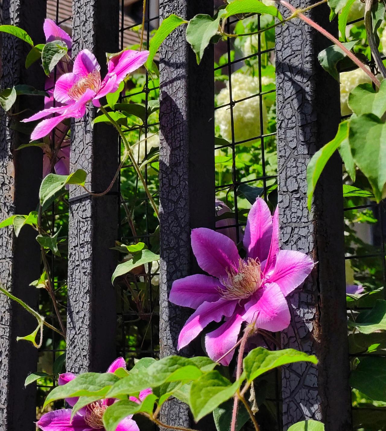这是什么花？