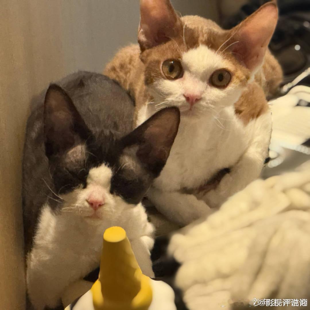 严浩翔新成员两只猫严浩翔两只德文猫 严浩翔的新成员好可爱！！ ​​​