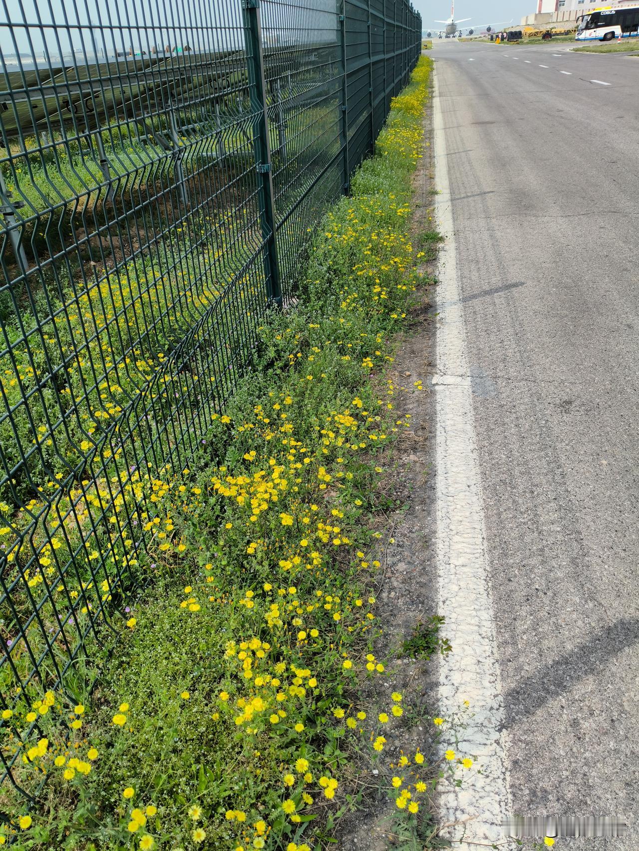 有人认识这是什么花吗？我问了好多人都说不清楚是啥花，也许年纪大的人会认识，我知道