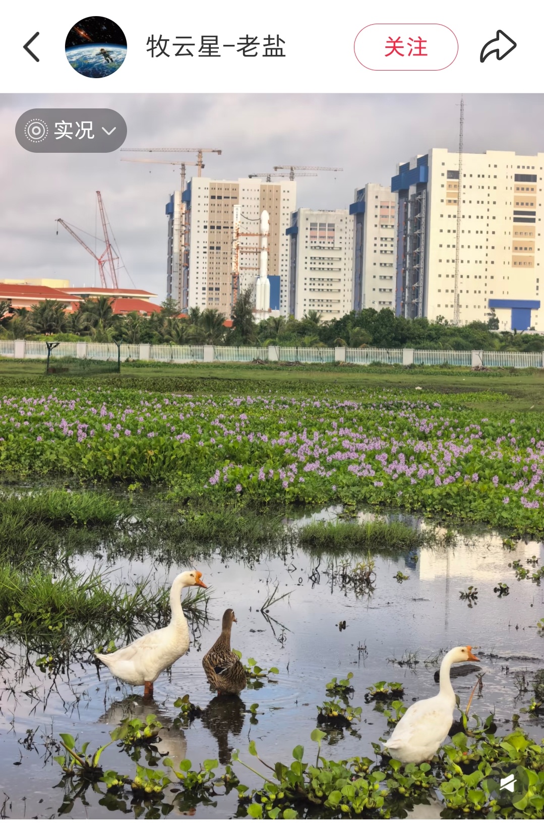 🪿🪿🦆 