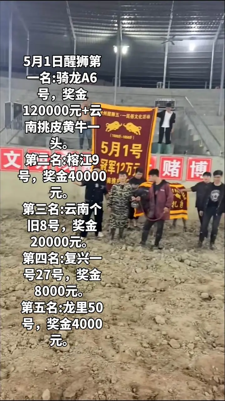 醒狮牛王争霸赛 斗牛爱好者