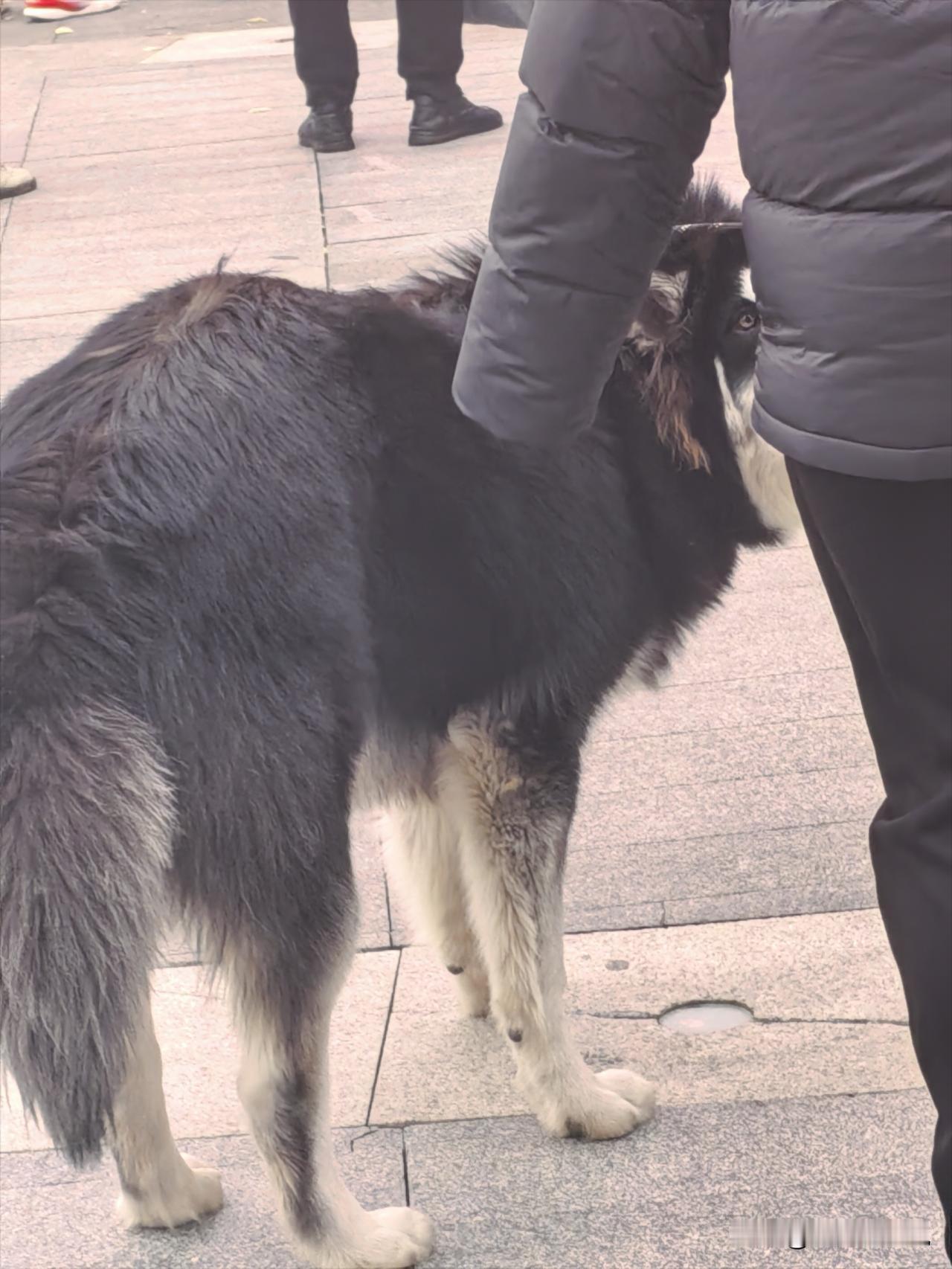 好大一条狗啊。
好吓人啊。
戴个口罩才行啊，光牵绳还不够啊。
别吓到小朋友了。