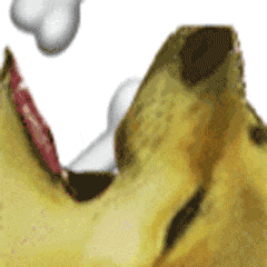 每天一条冷知识 别再随便给狗狗扔大骨头了！狗前臼齿和磨牙的釉质只有0.1到1毫米