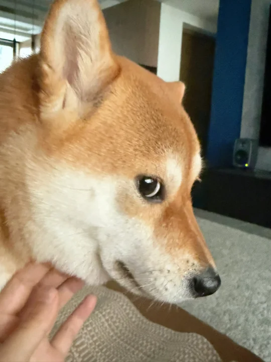 黄八嘎这个眼神是什么意思