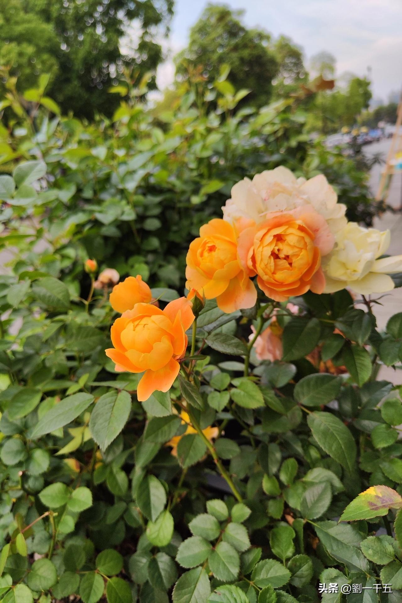 有没有一张随手拍是你的满意之作喜欢下午出去转转，有好看的花就留一张下来，分享给大