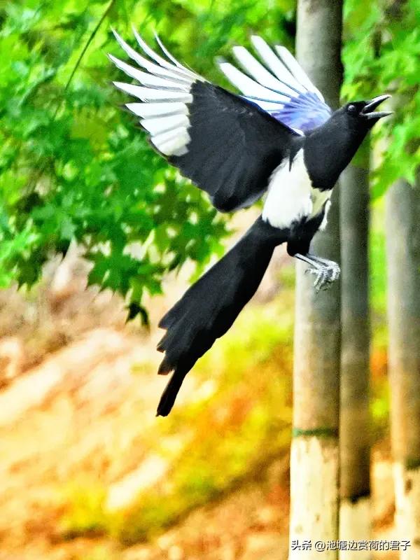 看到“推窗见鹊拜年来”这个下联，瞬间感觉年味儿都出来了。这让我想到一个上联“倚户