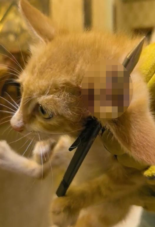 【流浪猫被箭头刺穿耳朵，已获救助 肇事者尚未找到，警方介入】5月12日，四川自贡