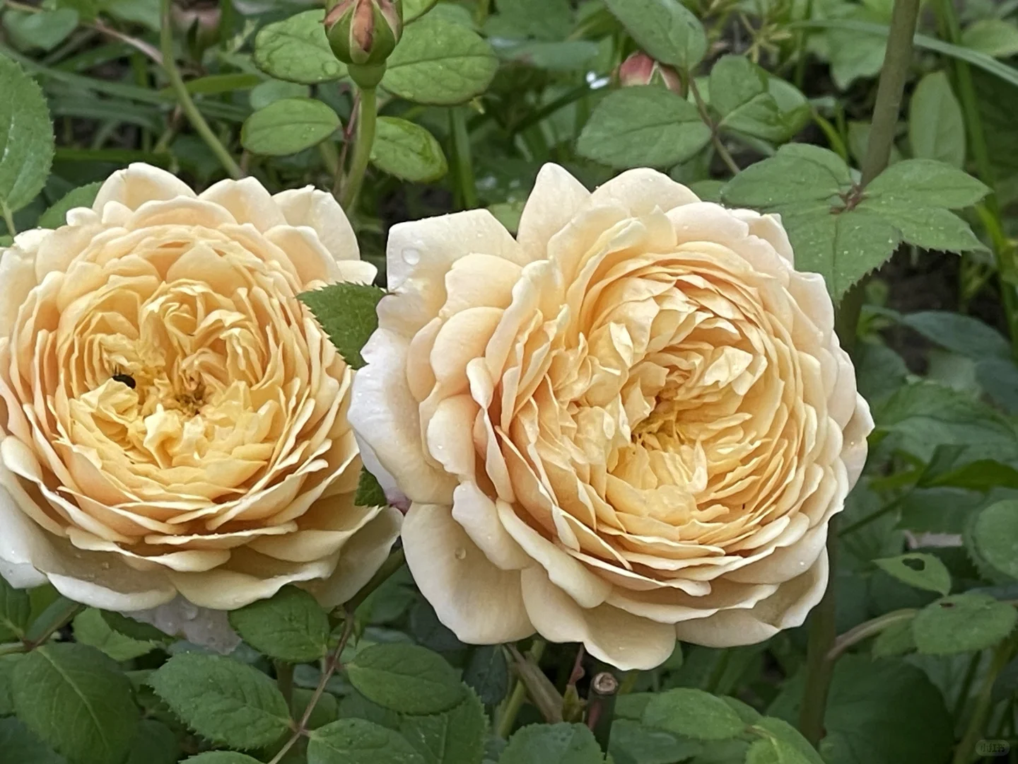 达尔文不输春花
