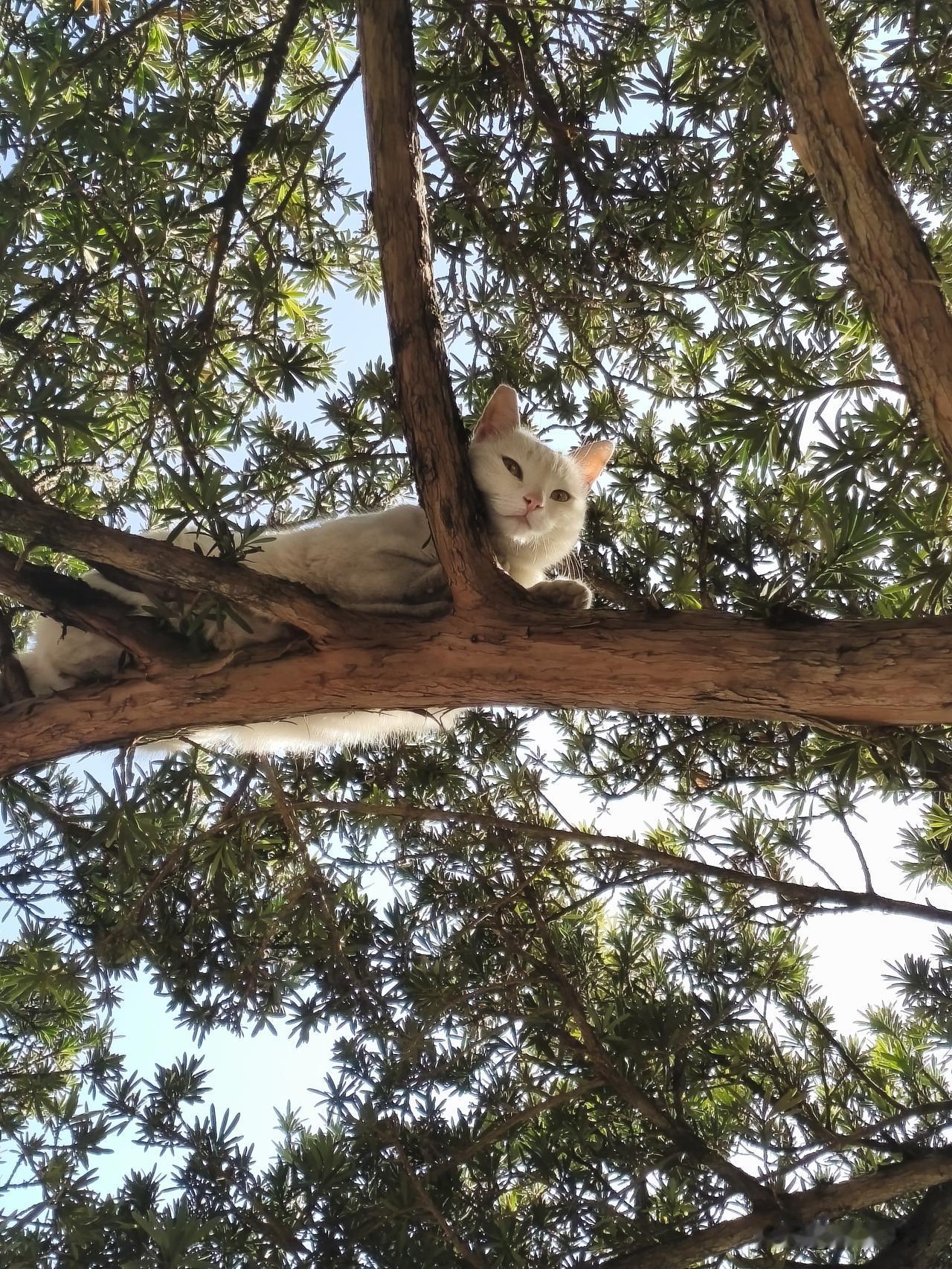 2026.02.23
一只爬树的喵