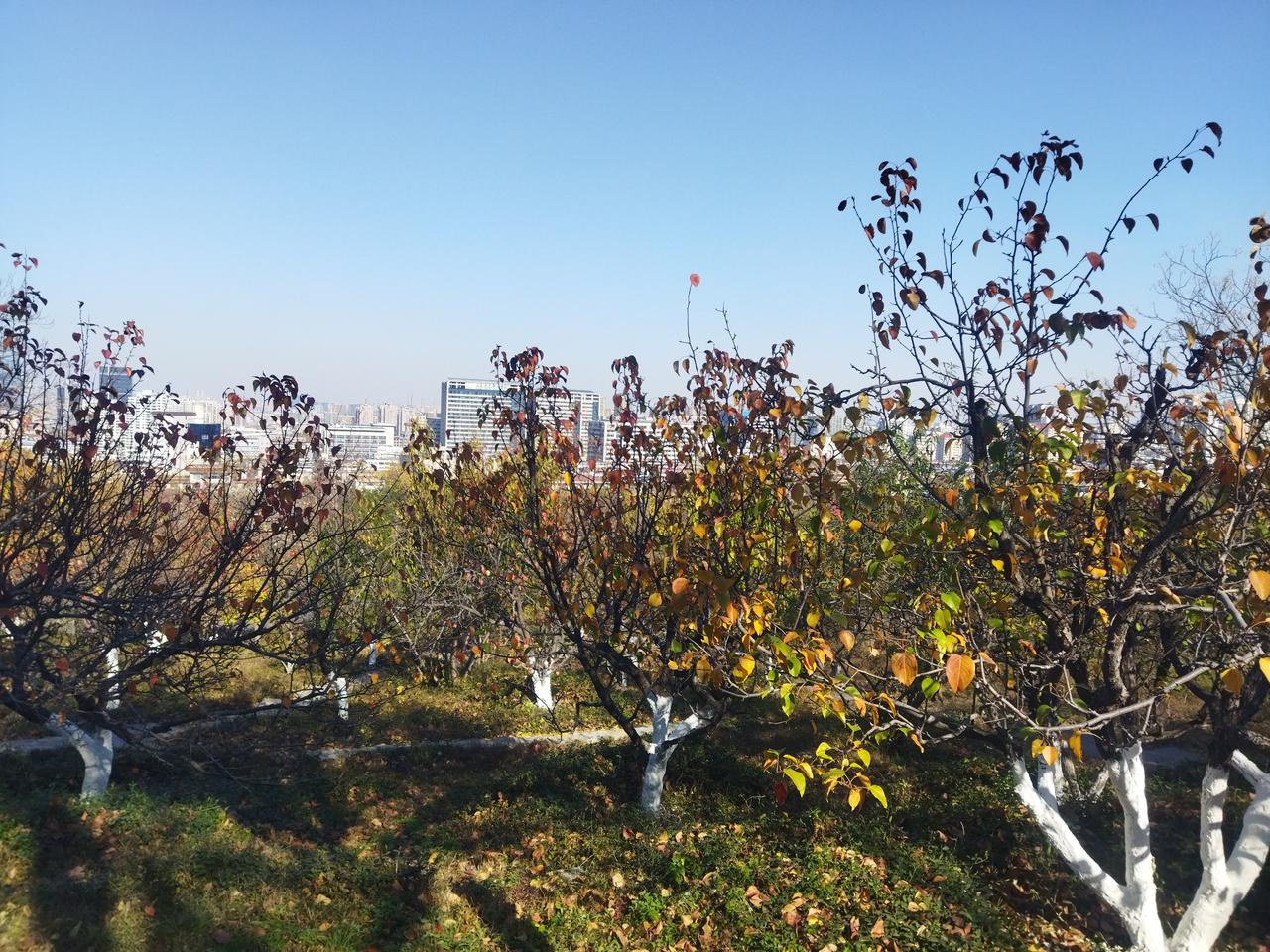 我是一颗没有思想的小草。这个思想害了我，太内耗了。