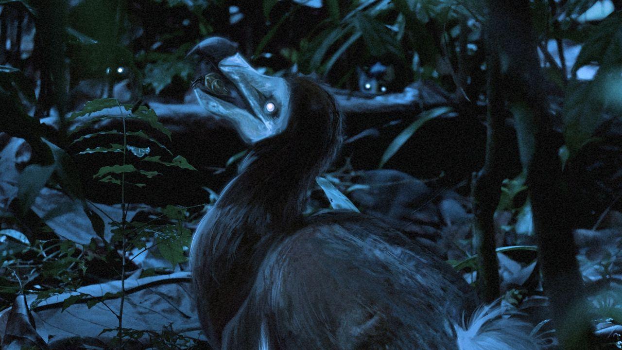 夜行性渡渡鸟？研究表明，我们对毛里求斯这种标志性不会飞的鸟类的认识大错特错