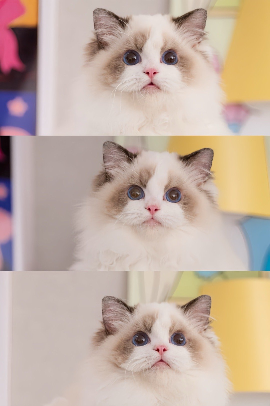 圣诞节快乐🎄🥂🎊💕今年最后一个找家的现猫，随时可接之前都在说喜欢我家初代