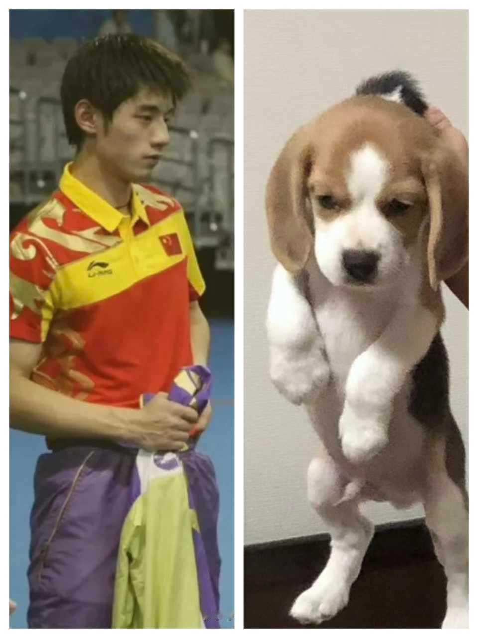 比格or黑柴[doge] 