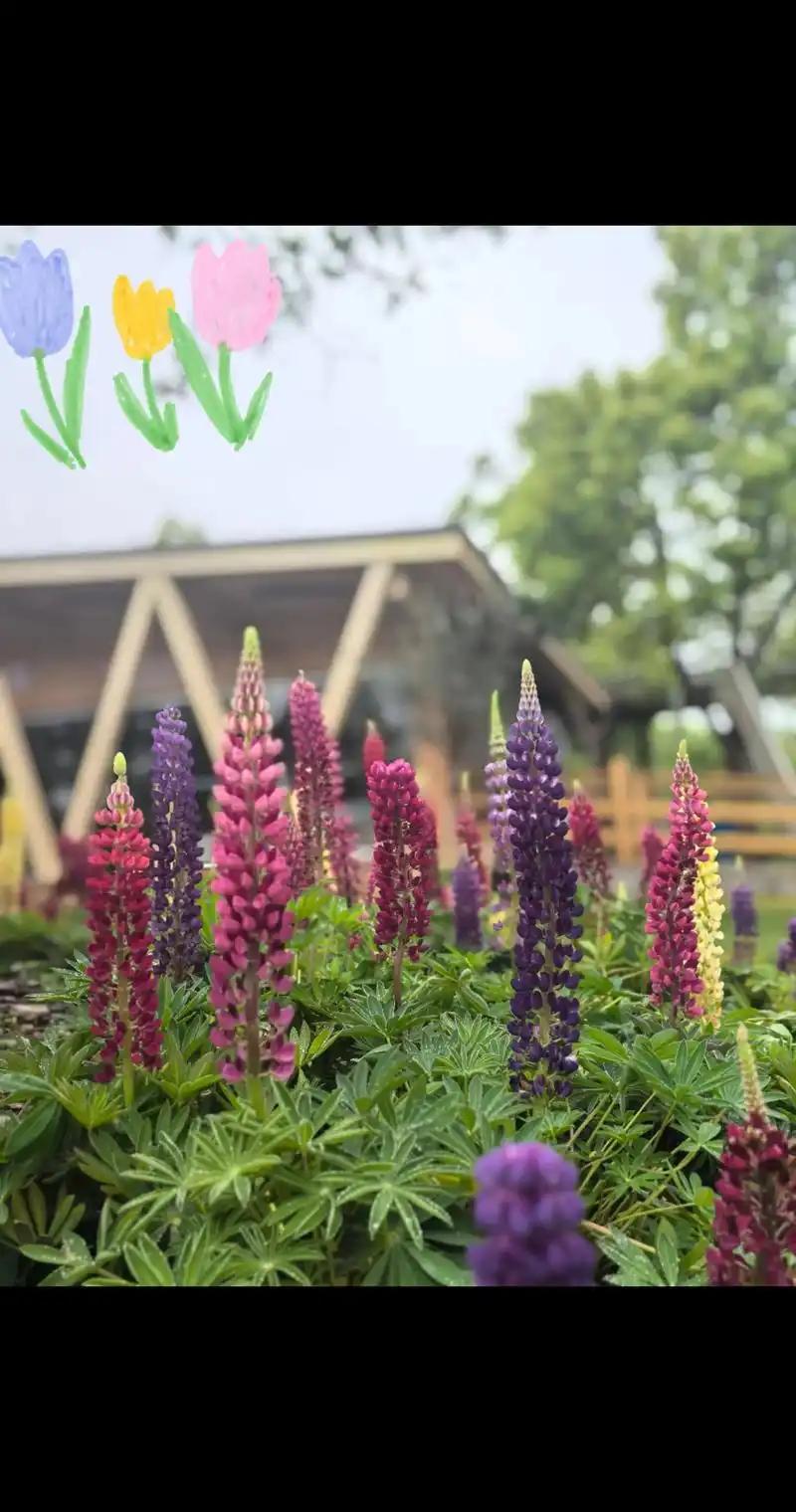 小孙女一句话，明天我要和老伴去紫琅花谷“打卡”了

放学路上，小孙女拉着我的手，