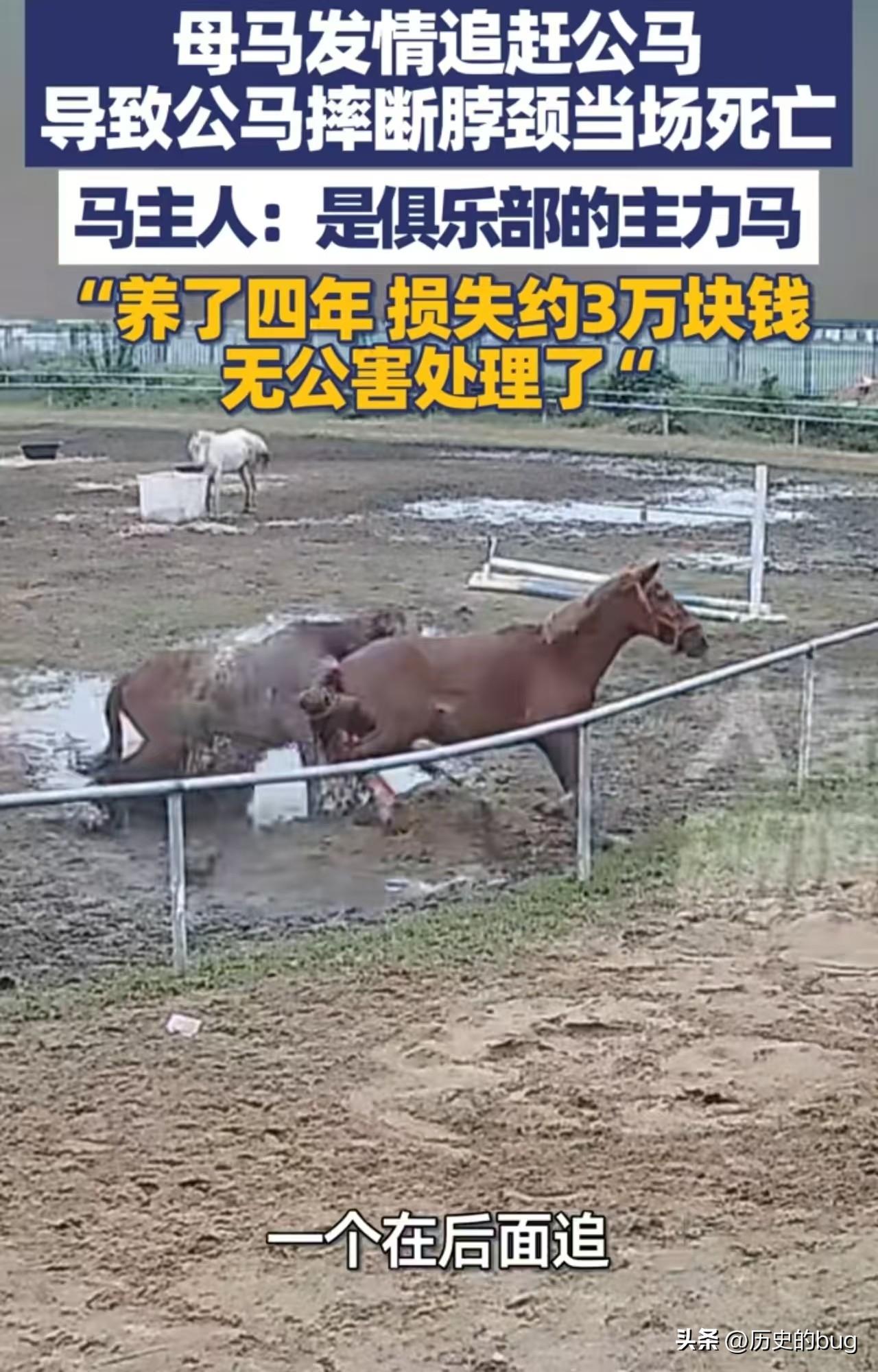 强扭的瓜不甜，强扭的马“玩完”！

近日，安徽六安一匹公马为了拒绝马场内的一匹母