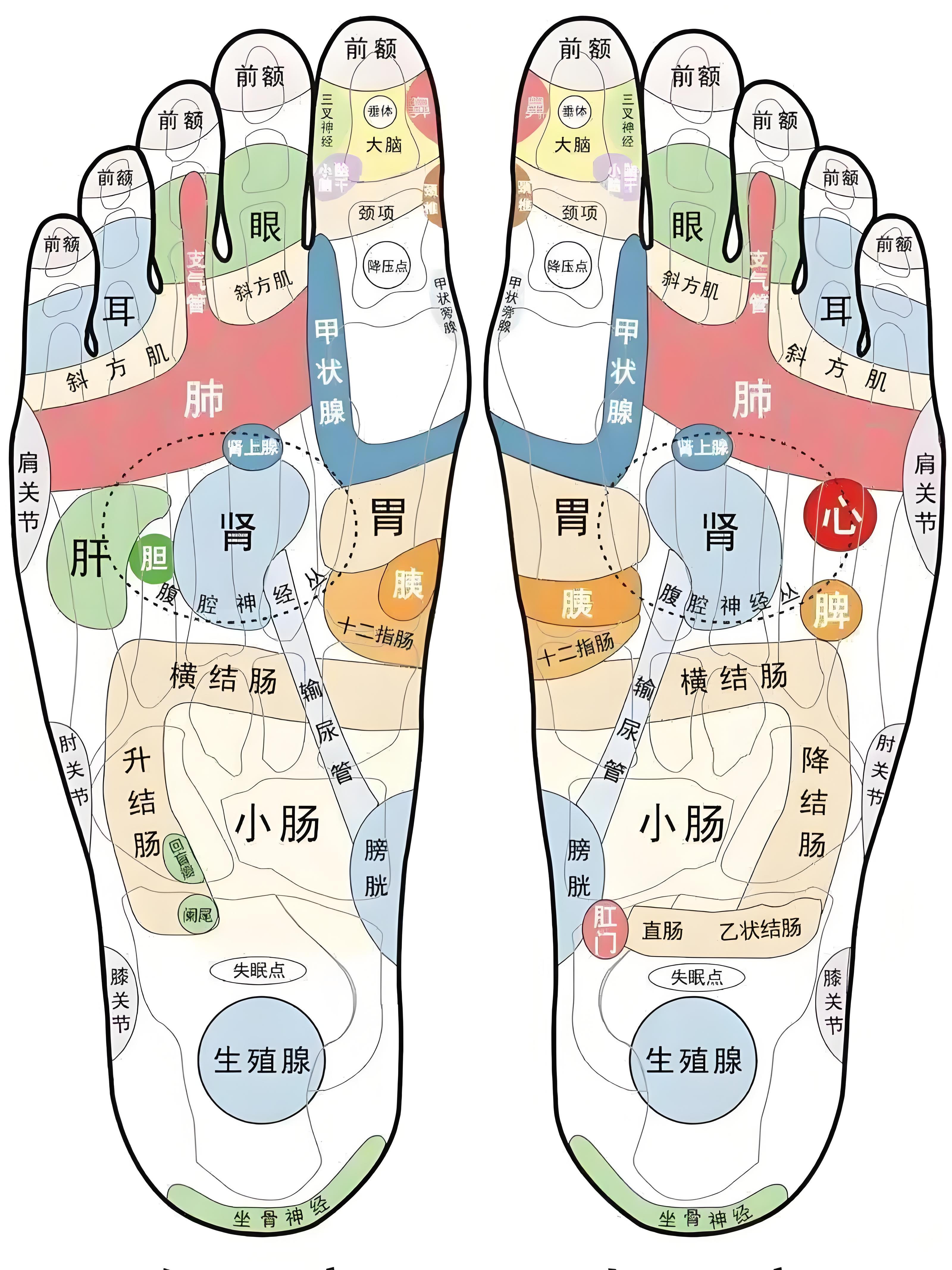 树枯根先竭，人老脚先衰！中医认为，脚是人体“第二大脑”光在脚底就有136个穴位反